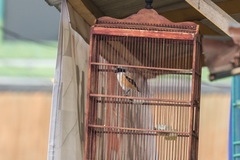 Lanius schach bentet