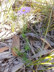 Olearia ciliata