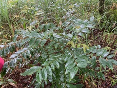 Glochidion acuminatum