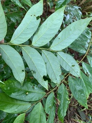 Glochidion acuminatum