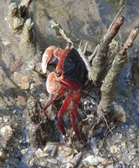 Metopograpsus latifrons