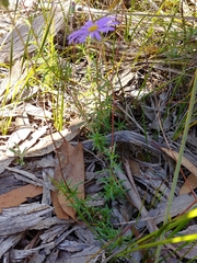 Olearia ciliata