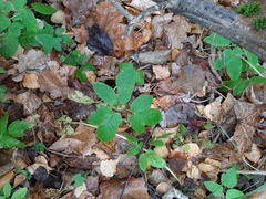 Aegopodium podagraria