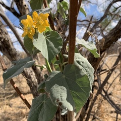 Abutilon angulatum angulatum