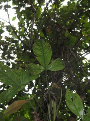 Philodendron cataniapoense