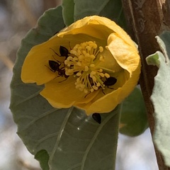 Abutilon angulatum angulatum
