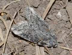 Bryophila rueckbeili