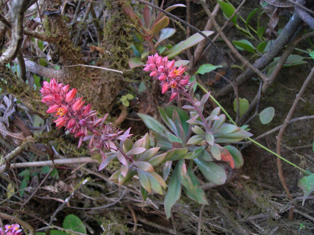 Echeveria pittieri, Motozintla, Chiapas
