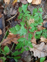 Anthriscus sylvestris