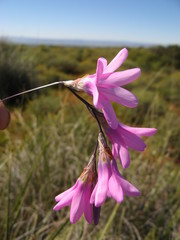 Ixia sobolifera carnea