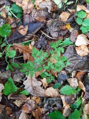 Anthriscus sylvestris