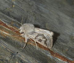 Episema minutoides