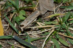 Dichagyris flammatra