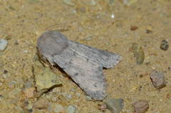 Pseudohadena anatine