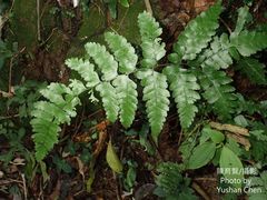 Microlepia obtusiloba