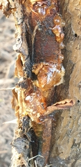 Pheidole megacephala
