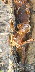 Pheidole megacephala