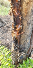 Pheidole megacephala