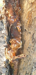 Pheidole megacephala