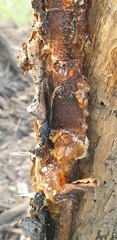 Pheidole megacephala
