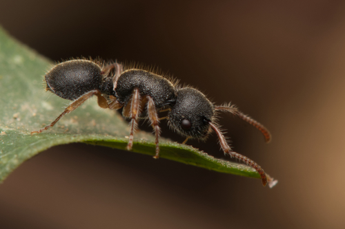 Echinopla turneriEchinopla turneri