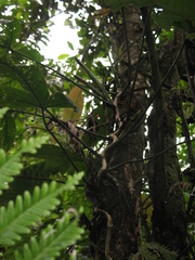 Philodendron cataniapoense