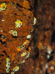 Chthamalus stellatus