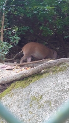 Sus scrofa moupinensis