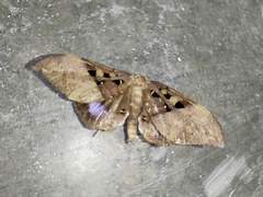 Ischyja marapok