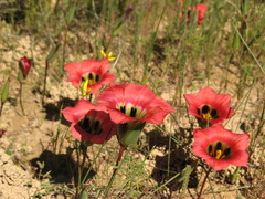 Romulea sabulosa