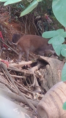 Sus scrofa moupinensis