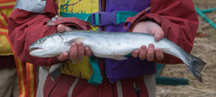 Salvelinus malma