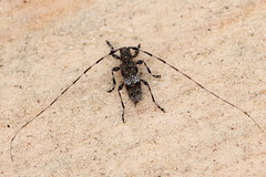 Acanthocinus griseus