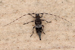 Acanthocinus griseus