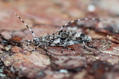 Acanthocinus griseus