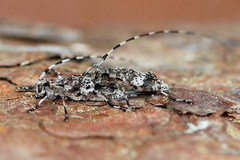 Acanthocinus griseus