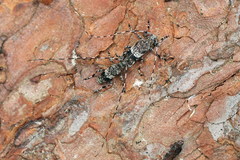 Acanthocinus griseus