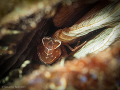 Pontonia pinnophylax