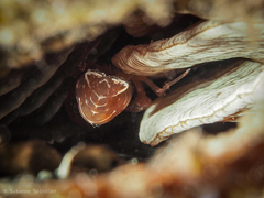 Pontonia pinnophylax