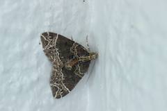 Ecliptopera umbrosaria