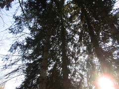 Picea pungens