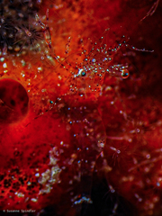 Periclimenes scriptus