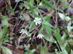 Stellaria aquatica