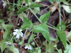 Stellaria aquatica