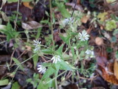 Stellaria aquatica