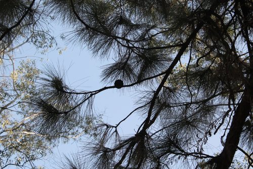 Image of Pinus oocarpa by (c) Viacheslav Shalisko, some rights reserved (CC BY)