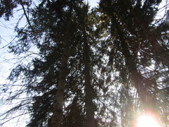 Picea pungens