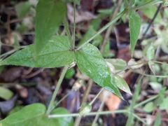 Stellaria aquatica