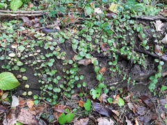 Lysimachia nummularia