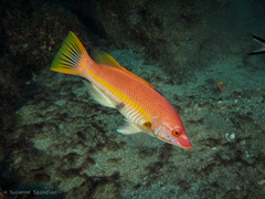 Bodianus scrofa